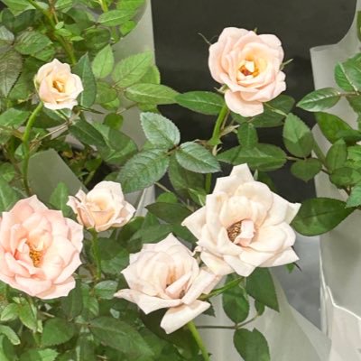 um_nyang126's profile picture. 