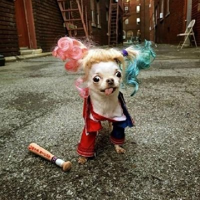 harley97queen's profile picture. 90% dos tweets que você vai encontrar aqui são sobre algum esporte, pros outros 10% restam séries, filmes, fofocas e a minha vontade de me matar na poli :)