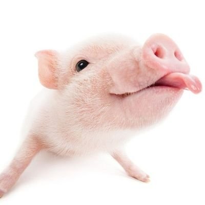 tinydov3_'s profile picture. adoro a cara do jão