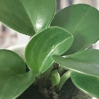 Nayl (@naylforxx) 's Twitter Profile