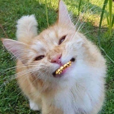 tunt_life's profile picture. struck down by a thunderclap at birth. aspartame warrior. certified sink pisser