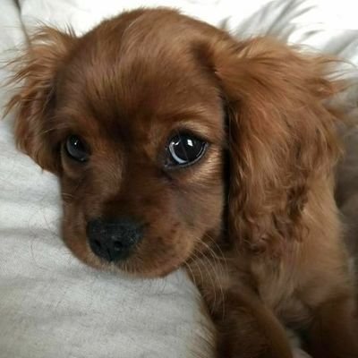 imunomonu's profile picture. Interminavelmente tentando conciliar a minha vida pessoal com a faculdade e minha tristeza crônica
.
🧬enf girl 5/10