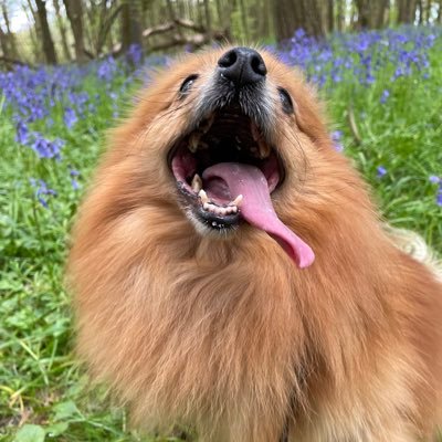sbw2319's profile picture. ⚽🔴🏰