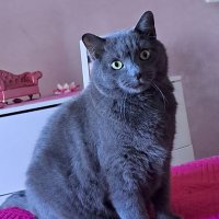 AlexSandra (@alesswrite) 's Twitter Profile