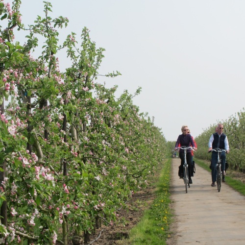 Bloesemfietstocht Elderveld, 19 april 2015. Een fietstocht voor het hele gezin met leuke activiteiten onderweg en na afloop een gezellige BBQ en muziek.