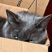 Dr Jane (@viola_jane) 's Twitter Profile
