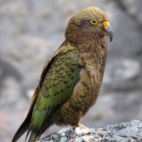 Mr kea (@mohammedfgrrgf) 's Twitter Profile