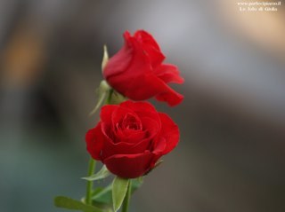 FabbriVivai's profile picture. Progettazione e realizzazione aree verdi, manutenzione giardini, noleggiopiante e allestimenti floreali