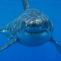 WarShark Productions (@bruceconagher1) 's Twitter Profile