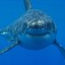 WarShark Productions (@bruceconagher1) Twitter profile photo WarShark Productions (@bruceconagher1) Twitter profile photo