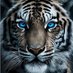 TIGER (@steve_tiger1) Twitter profile photo TIGER (@steve_tiger1) Twitter profile photo