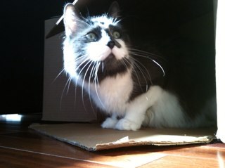 charmlsmith's profile picture. i am not charming.