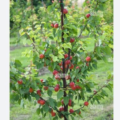 vincentsmk's profile picture. Lecturer, author, theologian, Christian Leader.