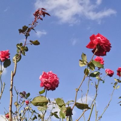 krnk_0516's profile picture. リセット症候群なので突然いなくなるかもしれません。フォロバは気まぐれでします。