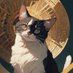AIねこ/AIcat (@_aicat_) Twitter profile photo AIねこ/AIcat (@_aicat_) Twitter profile photo