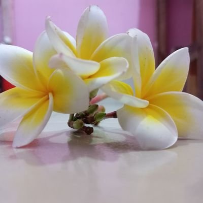 Dilararyka's profile picture. NFT  enthusiast exploring the future of digital ownership.