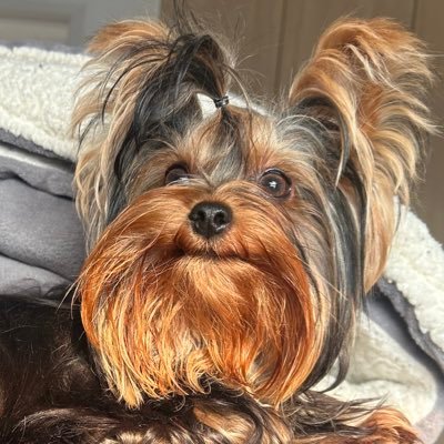 obobfin Profile Picture