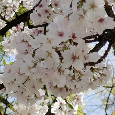 scorpiryontopaz's profile picture. Ryo.Nは人生
🐥はオアシス
