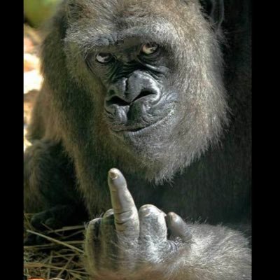 SolanaHate's profile picture. I HATE Solana I HATE Solana I HATE Solana I HATE Solana I HATE Solana I HATE Solana I HATE Solana I HATE Solana I HATE Solana I HATE Solana…. 🖕🏿Sol.Sol