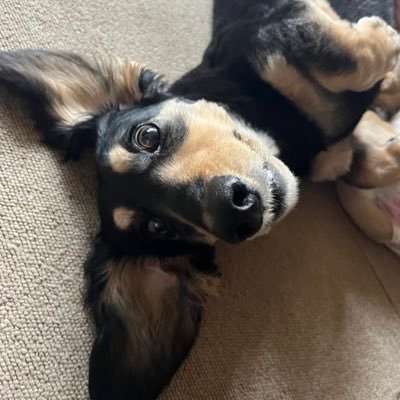 yd_q5's profile picture. 🦜　🎣　🎮　🏇