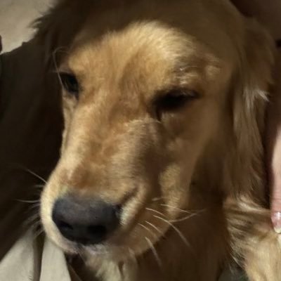 nomurquis's profile picture. 👉🏼😤👈🏼