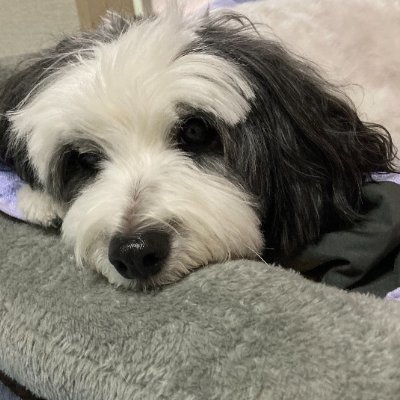 🐶「2018年1月1日生まれのマルチーズとパピヨンの Mix犬の萬作です」*登場人物*🐶萬作マルパピ♂ 🐻50代♂戸籍上の世帯主 🐵還...♀実質的な世帯主 我が家で🐵は長きにわたり頂点を極めてきましたが、🐶の登場により 🐶>🐵>>>🐻となりました。 🐶「体重が10.25Kgですが、なにか⁇」