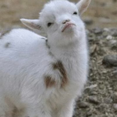 cojoOnthabeat's profile picture. 