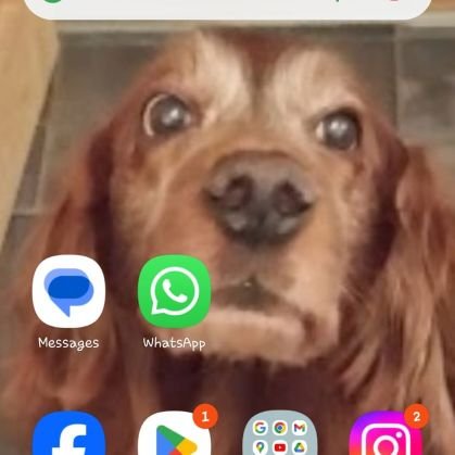 Long suffering blade and darlo fan. Cricket and boxing fan. Love my Irish Setters