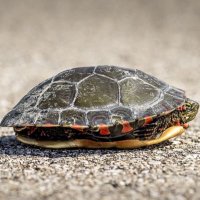 亀は友 (@suphcha53973172) 's Twitter Profile Photo