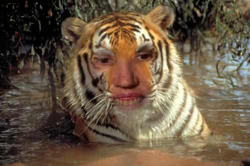 Birder, Photographer, Writer, Inspirational Memes (Feather Presents), Tiger fan (both big cat & Baseball team)