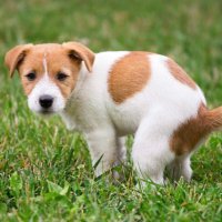 DogTurd™️ (@thankstrumpy) 's Twitter Profile Photo DogTurd™️ (@thankstrumpy) 's Twitter Profile Photo