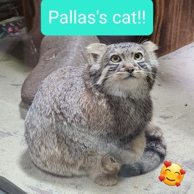 manururus's profile picture. マヌルネコlover🐈️

初心者🔰

スマホ撮影
いいカメラは持ってません！自分のスマホ撮影のみ掲載

自分ポストはただの記録用

無言フォロー失礼します🙏