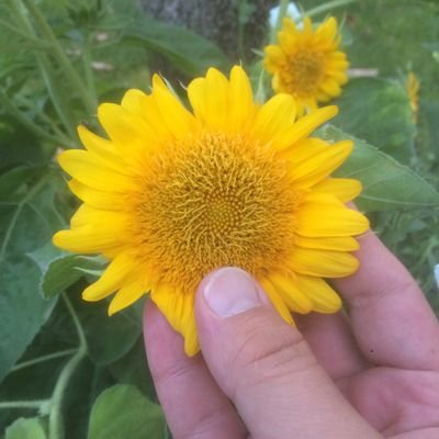 HosseinShahrok7's profile picture. رهگذری ساده