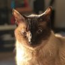 mmaurer226's profile picture. Swift / iOS Developer / Designer / All Around Tech Geek / Aspiring Podcaster & YouTuber 
“The past is only the future with the lights on.”