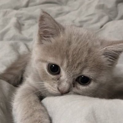 会えます🐈‍⬛🎀
