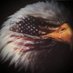 ccslon (@ccslon) Twitter profile photo ccslon (@ccslon) Twitter profile photo