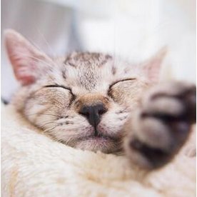 ayan55455161's profile picture. 