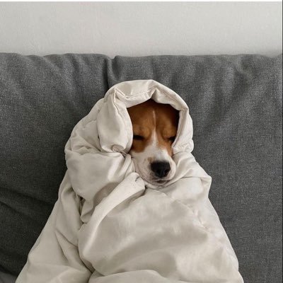 piyo_half's profile picture. ハーフリンガル矯正 記録垢