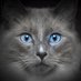 Successful TV (@tv_successful) Twitter profile photo Successful TV (@tv_successful) Twitter profile photo