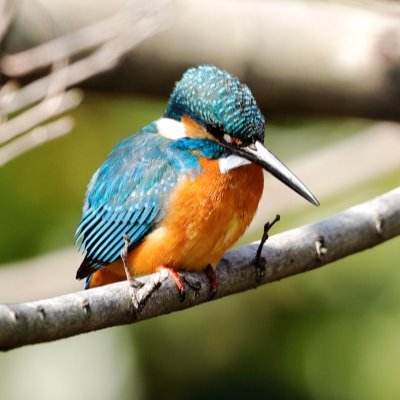 nekonekocat115's profile picture. セカンドアカウント  Ｆヨコ Tresen メイン 他 Kiss&Ride等
年齢は多分トレセナー、キスライダーさんの中では相当上のほう♂

無言フォロー、フォロー解除とも随時行っています。ご容赦くださいませn(__)n