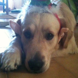 gripopo's profile picture. 