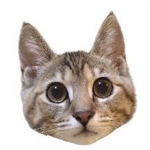 k73816025's profile picture. 猫を愛するお母さんです。