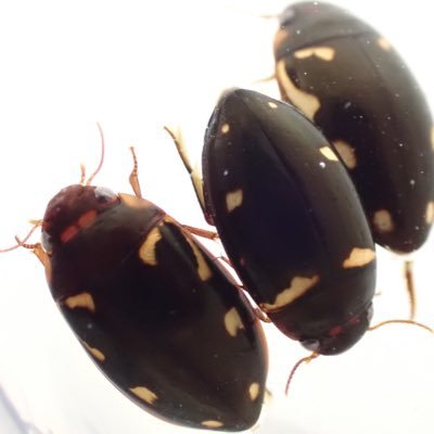 Oyd2U's profile picture. 弘大 22A 生物学科 一応ゲンゴロウ屋   無言フォロー失礼します