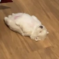 ๐๐ฐ๐๐๐ญ็ๅจ (@loveyasup_q) 's Twitter Profile Photo ๐๐ฐ๐๐๐ญ็ๅจ (@loveyasup_q) 's Twitter Profile Photo