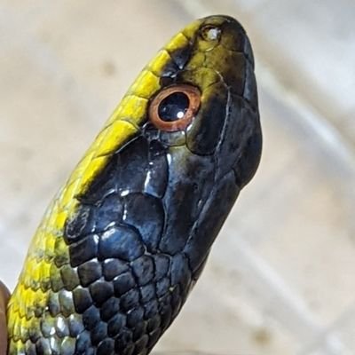 yunoshiiku's profile picture. シマヘビが好きです