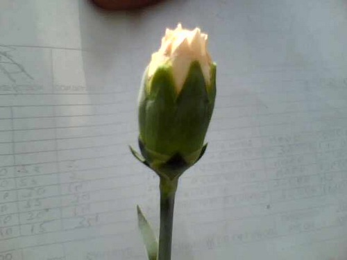Ingeniero Agronomo U.Nal
