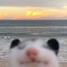 kuaMaz's profile picture. Queria ser um tubinho 🦈 nada de depressão só tum tum tum