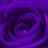 X_Purple_Rose_X's profile image