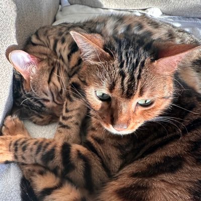 4everAJP3's profile picture. 