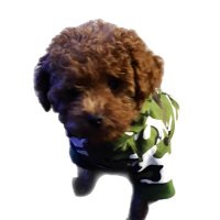$JASPER - m00se.fun (@jaspercutepuppy) 's Twitter Profile Photo $JASPER - m00se.fun (@jaspercutepuppy) 's Twitter Profile Photo
